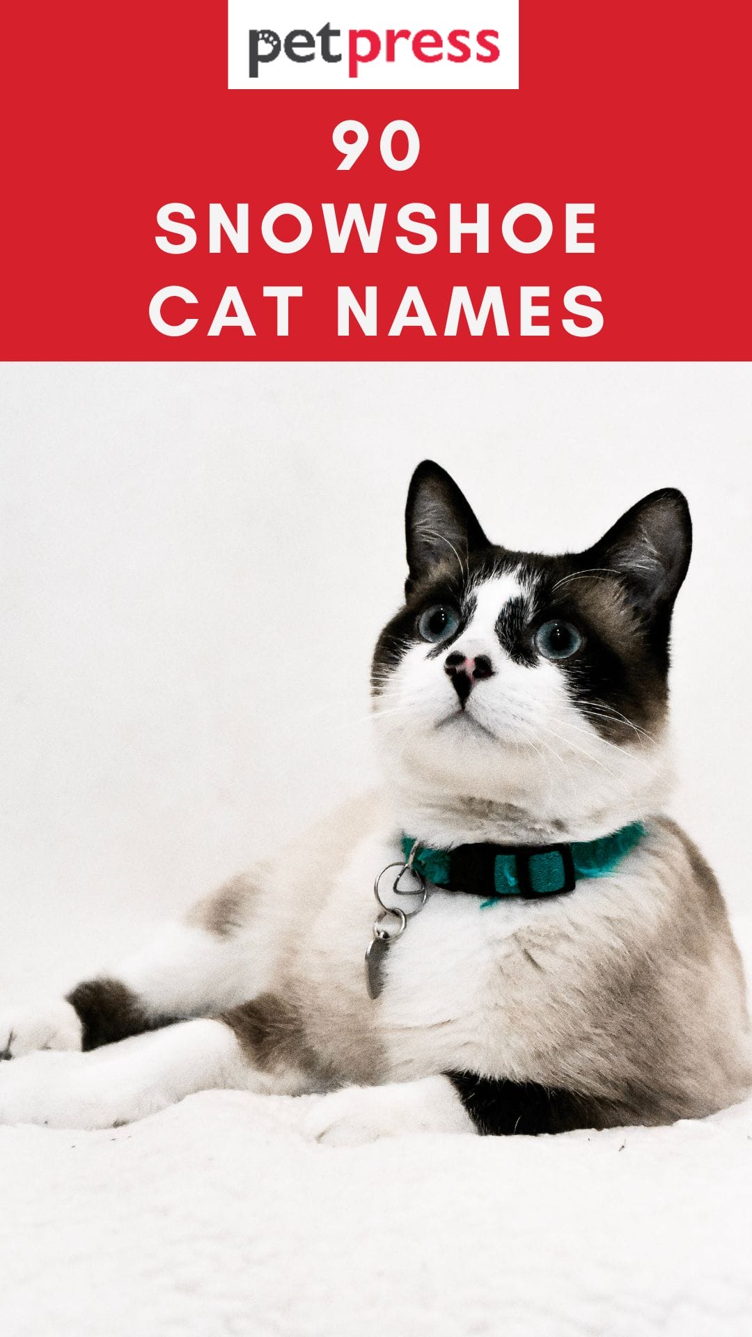 Best 90 Snowshoe Cat Names for Male and Female Kittens PetPress