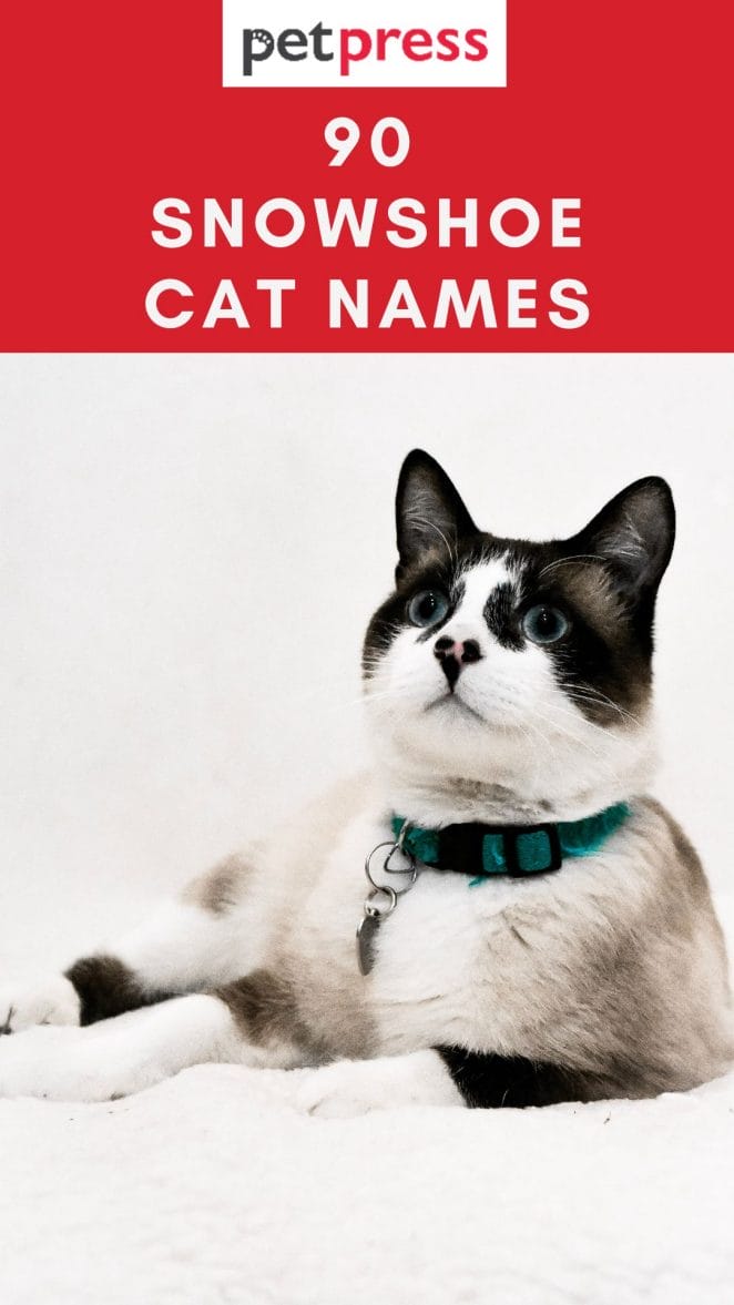 snowshoe-cat-names