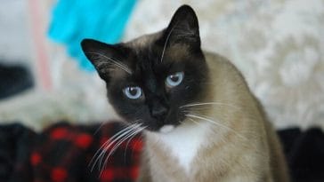 snowshoe cat names