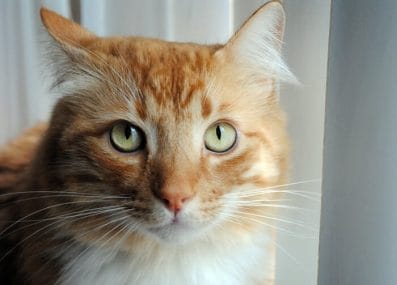280 Southern Cat Names for Your Country Kitten - PetPress