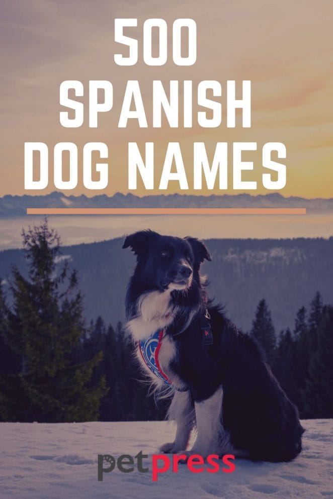 spanish dog names