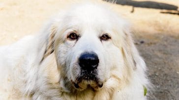 spanish girl dog names