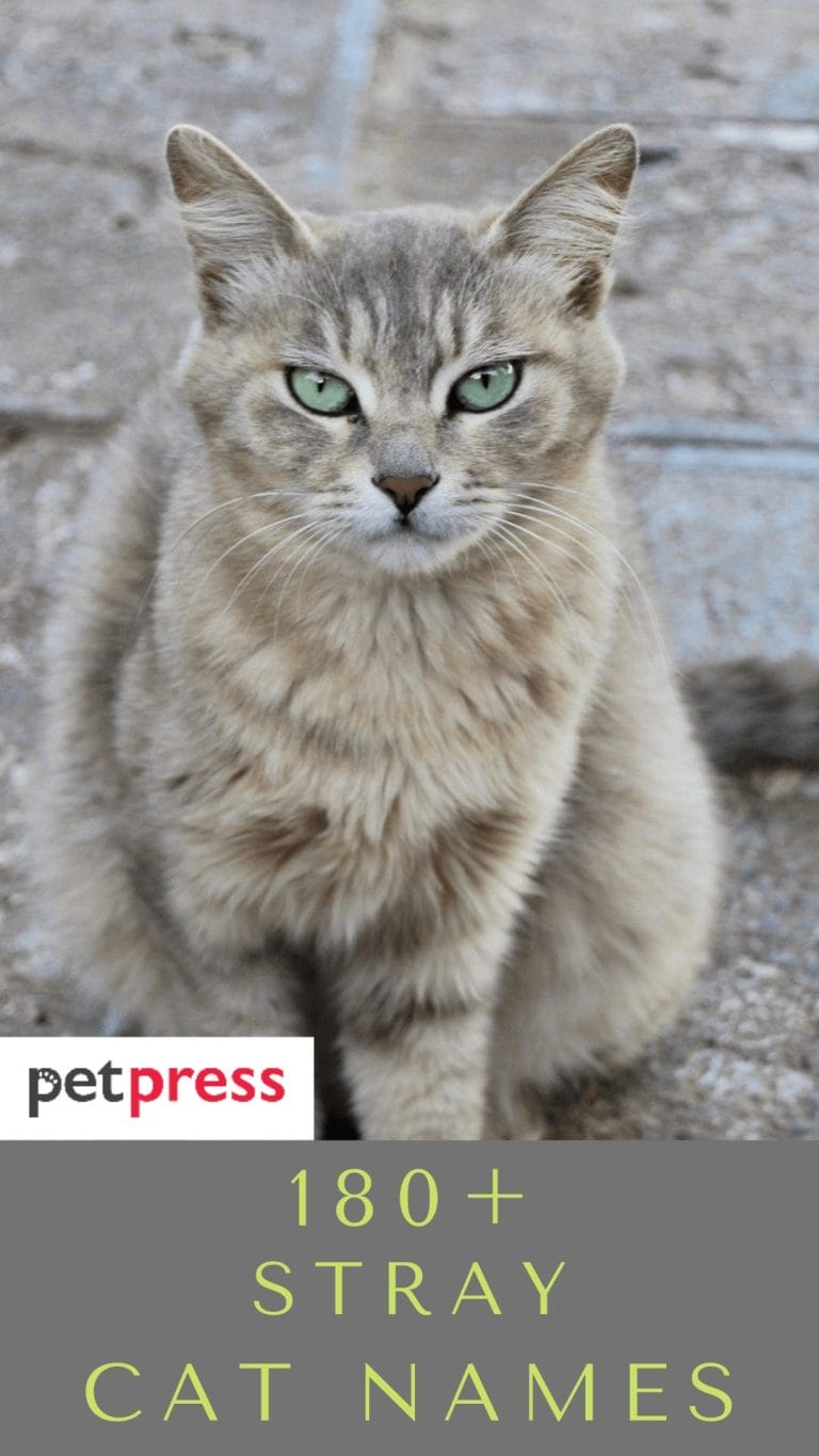 180 Stray Or Rescued Cat Names Awesome Name Ideas For Your Kitten 180-stray-or-rescued-cat-names-awesome-name-ideas-for-your-kitten