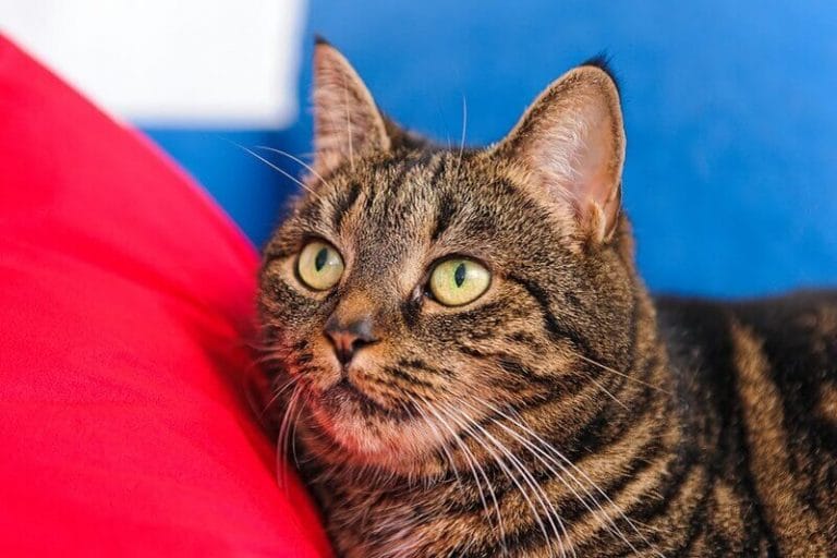 500 Striped Cat Names for Your Tabby Kitten