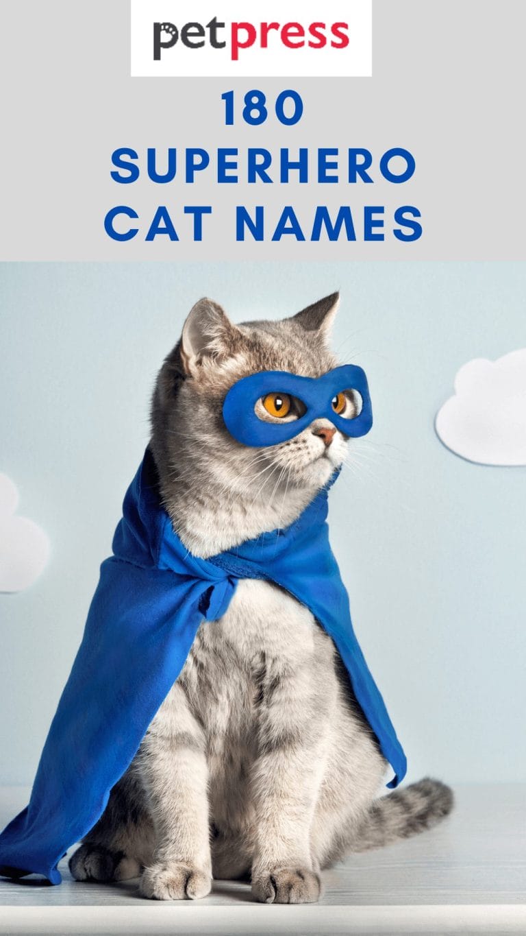 Beyond Mittens: 240 Creative & Powerful Superhero Cat Names - PetPress