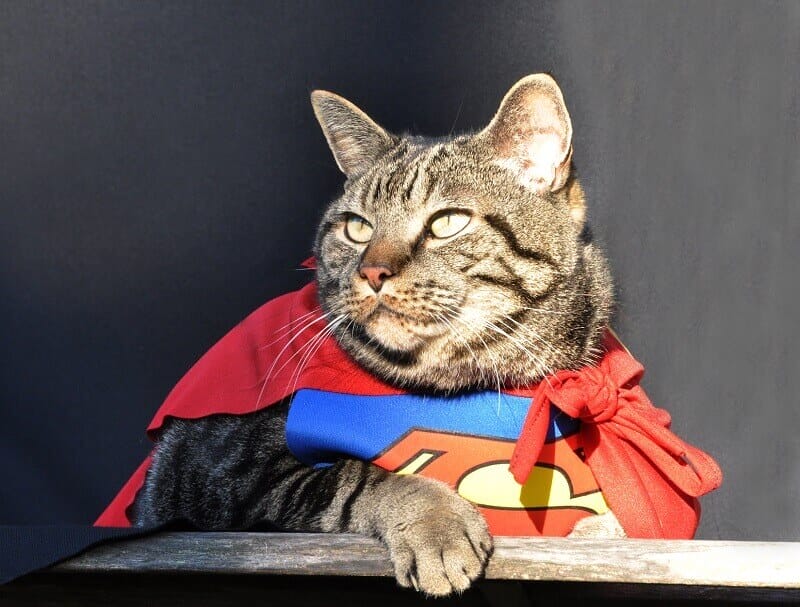 Beyond Mittens: 240 Creative & Powerful Superhero Cat Names