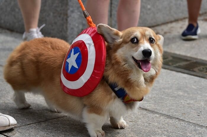 The 260 Greatest Superhero Dog Names For Your Brave Dog