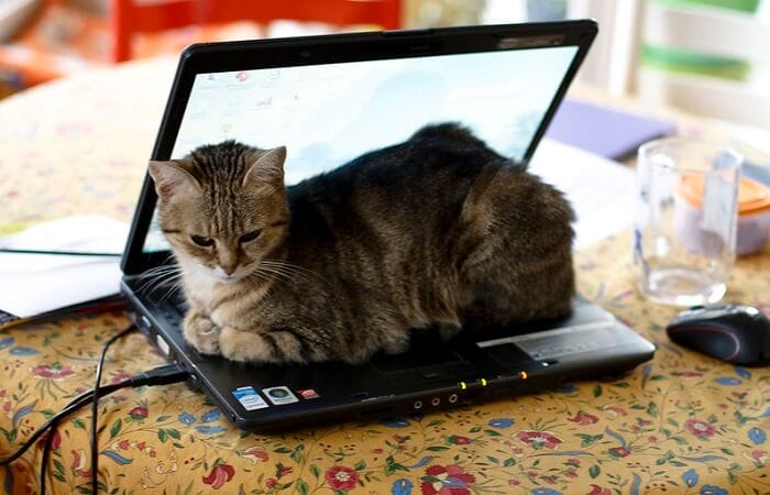 500 Geeky Cat Names Awesome Nerdy Names For Your Kitten 500 Geeky Cat Names Awesome Nerdy Names For Your Kitten