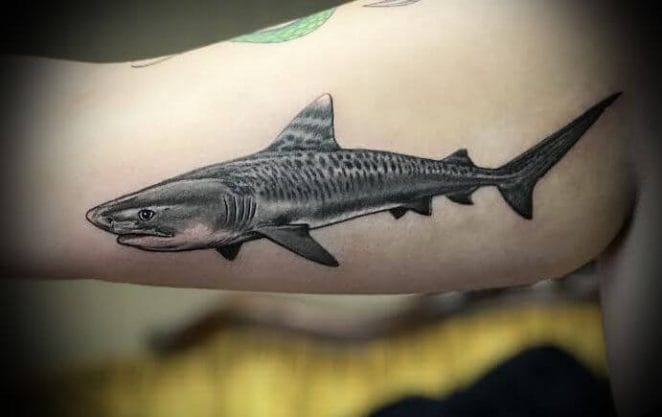 15+ Best Tiger Shark Tattoo Designs and Ideas - PetPress