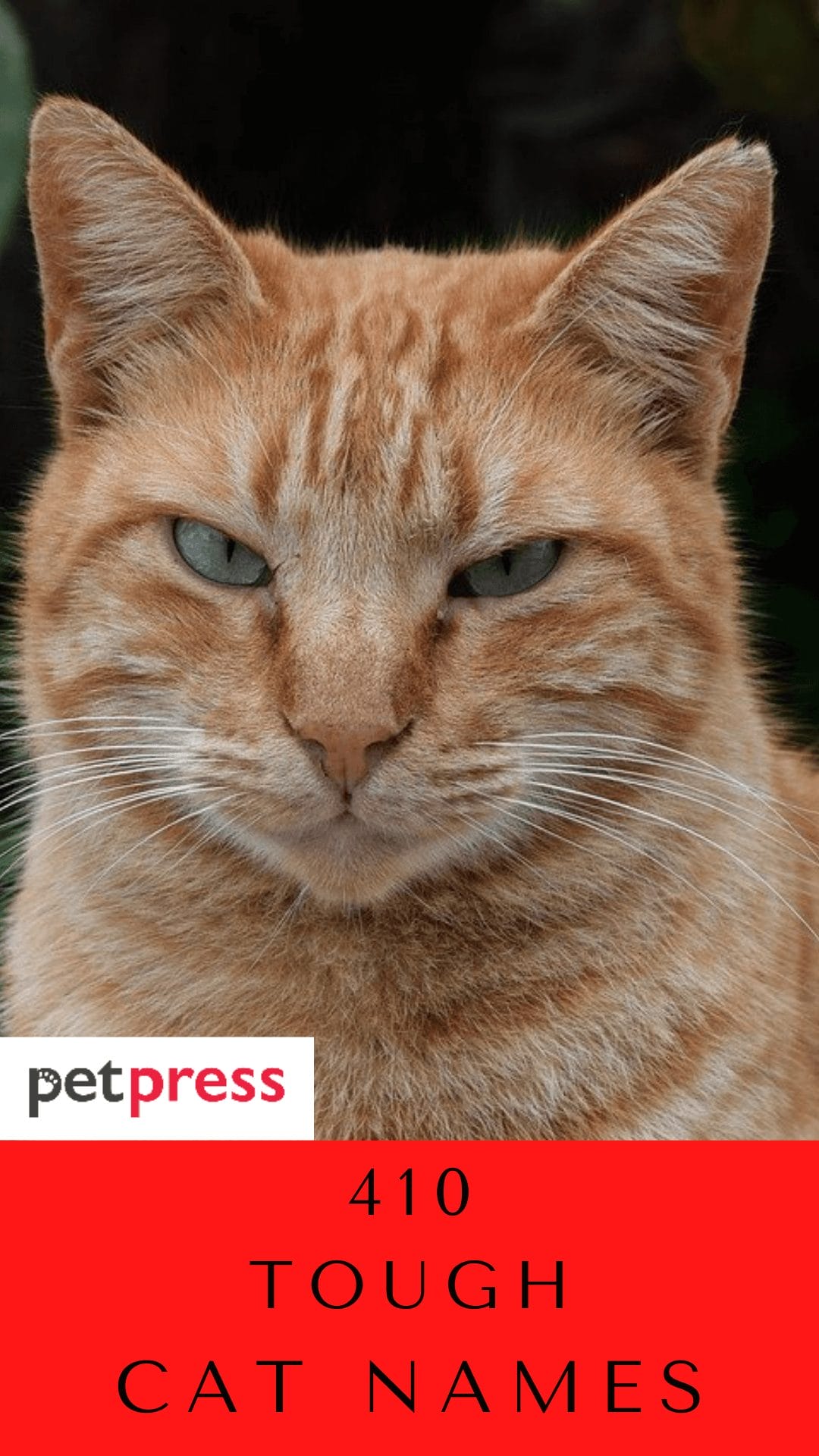 410 Tough Cat Names Amazing Ideas For Fierce And Strong Cats 410-tough-cat-names-amazing-ideas-for-fierce-and-strong-cats-petpress