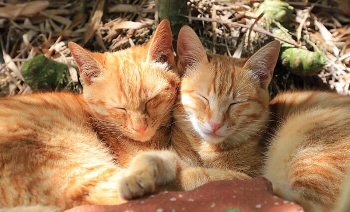 250+ Twin Cat Names for Sibling Duo Cats | PetPress