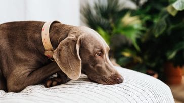 weimaraner dog names