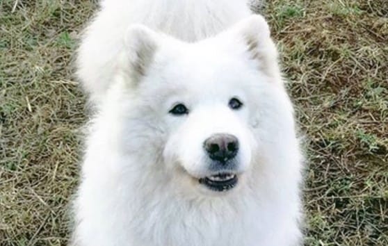 Top 66 Perfect Male Dog Names for White Puppy
