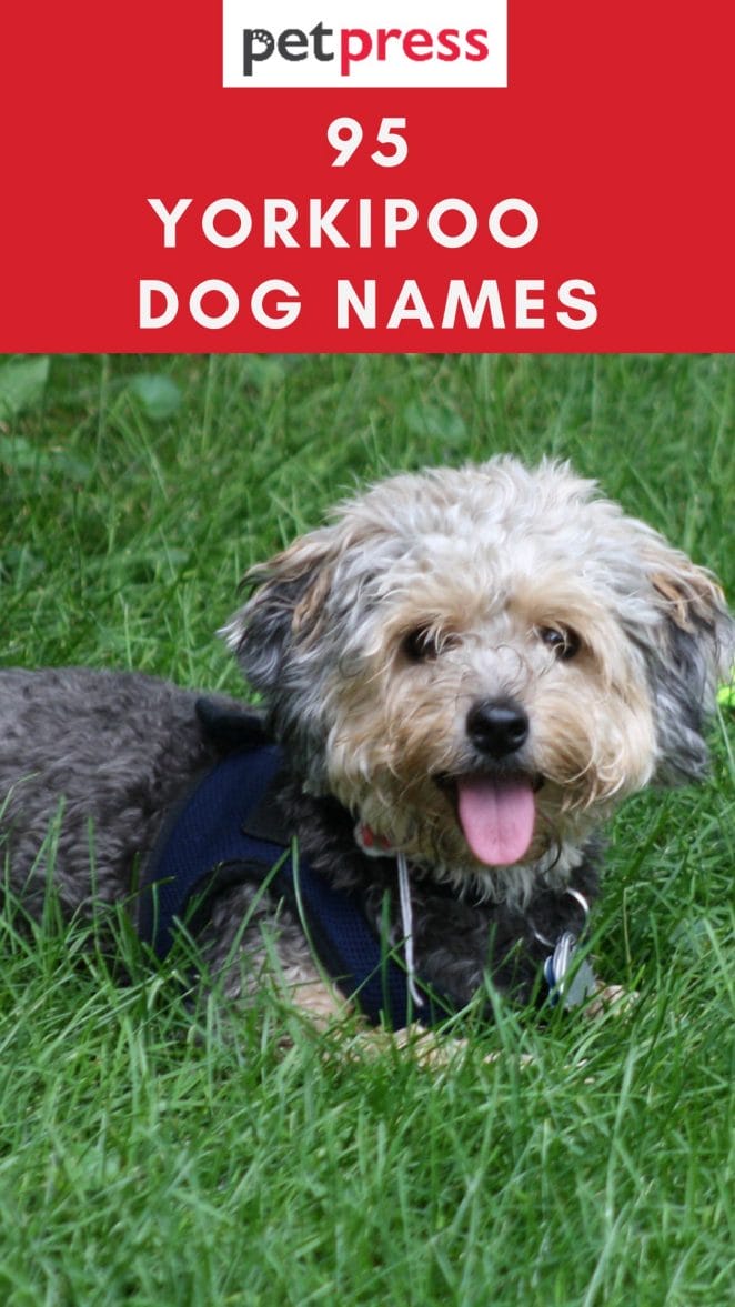 yorkipoo-dog-names
