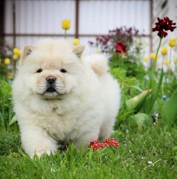 14 Chow Chows For Anyone Who’s Having A Bad Day Page 4 of 5 PetPress