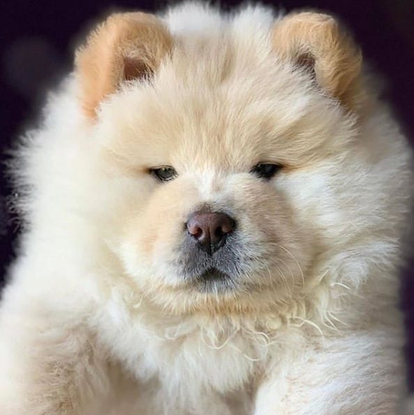 14 Chow Chows For Anyone Who’s Having A Bad Day PetPress