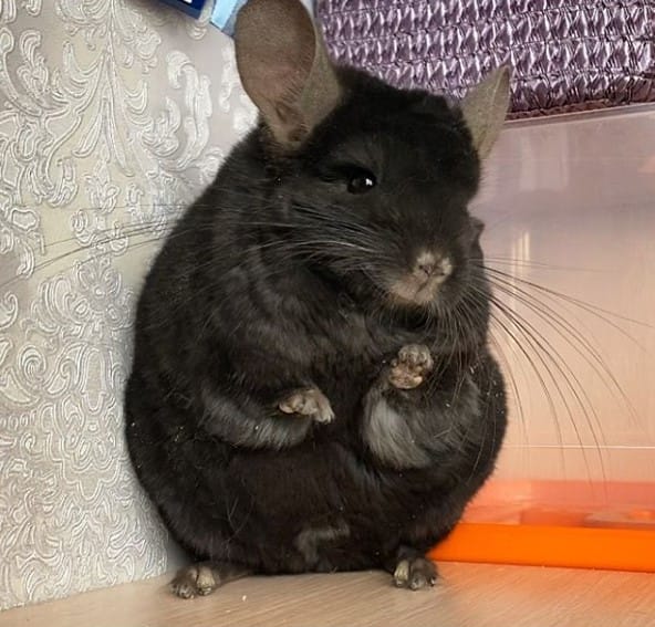 14 Pros and Cons of Chinchillas Before You Get This Cute Animal