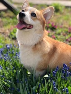 14 Pros And Cons Of Corgis That You Probably Didn't Know