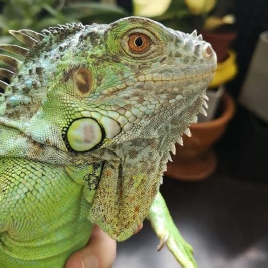 15 Little-Known Details About Iguanas - PetPress