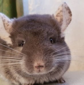 16 Best Chinchilla Facts That Make Them The Best Pets - PetPress