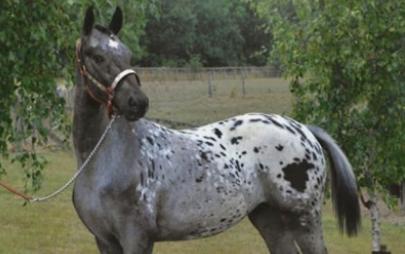 33 Perfect Horse Names For Appaloosa Mares