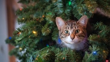 Cat names inspired by Christmas