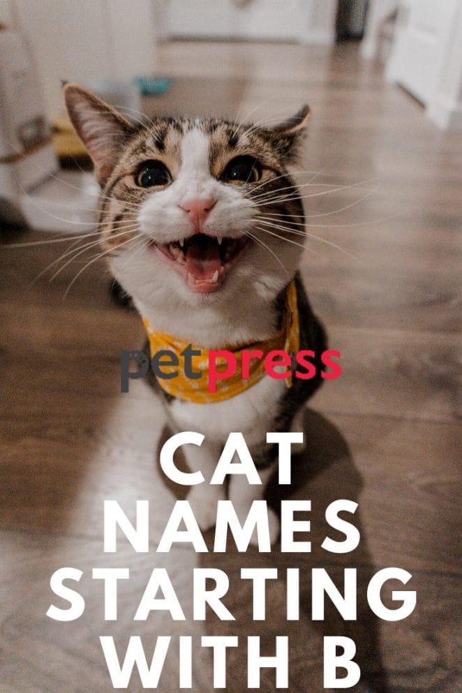 Cat names starting with B