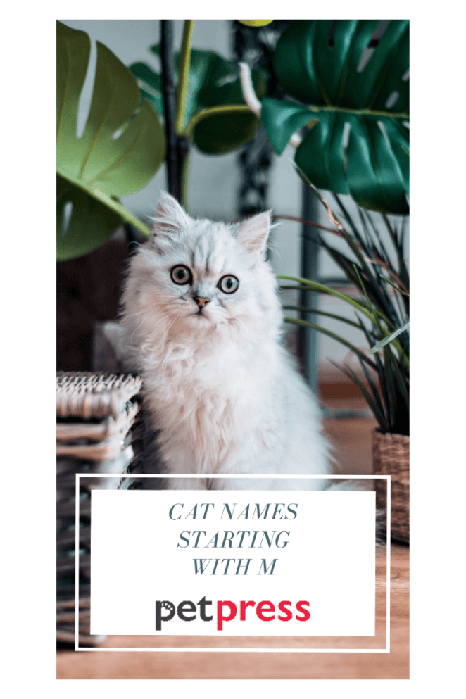 Cat names starting with M