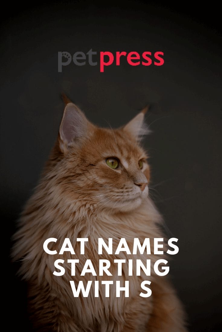 Cat Names Starting With S Popular Cat Name Ideas With Letter S
