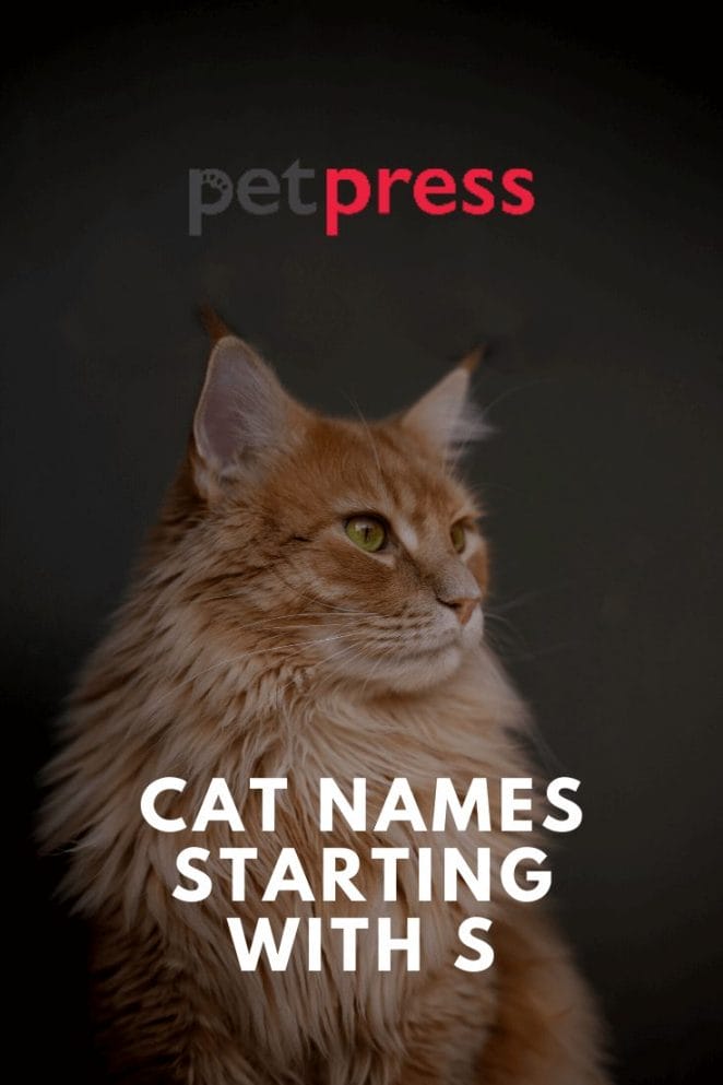 Cat names starting with S