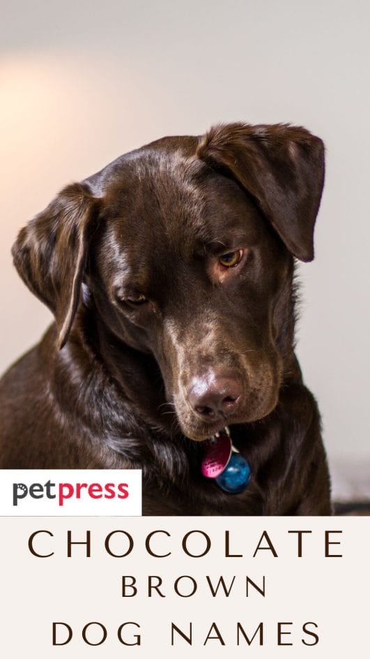 Top 120 Chocolate Brown Dog Names PetPress