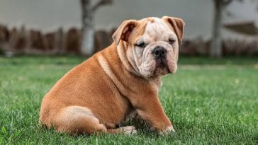 English bulldog names