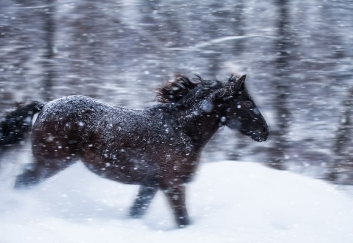 Fast Horse Names with meanings