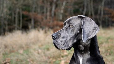 Female Great Dane Names