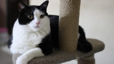 Female Tuxedo Cat Names