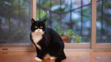 Funniest Tuxedo Cat Names