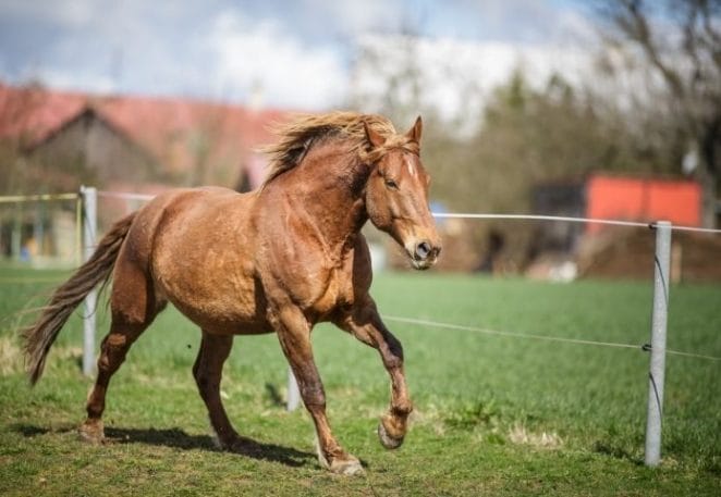 Horse Names That Mean 'Fast'