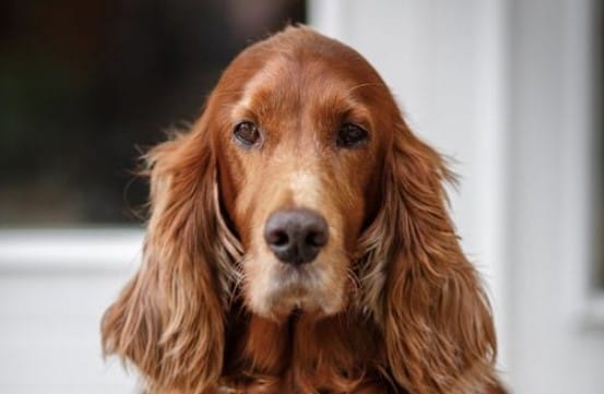 16 Reasons Why You Should Never Own Irish Setters - PetPress