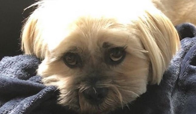 14 Realities That New Lhasa Apso Owners Must Accept