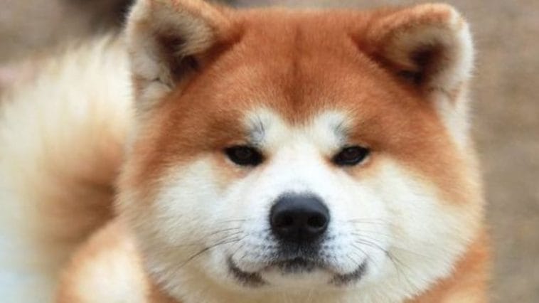 15 Advantages And Disadvantages of Akita Inu That You should Know