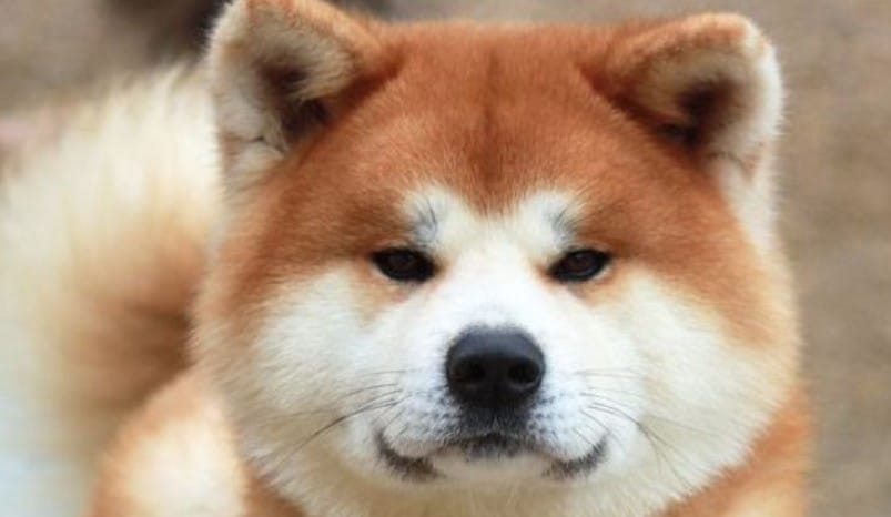 15 Things Only Akita Inu Owners Will Understand - PetPress