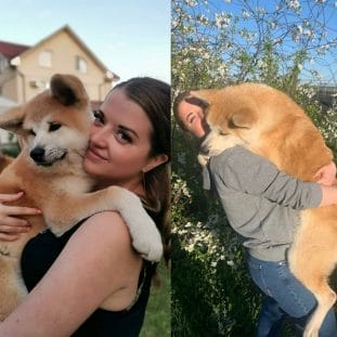 15 Things Only Akita Inu Owners Will Understand - Page 3 of 5 - PetPress