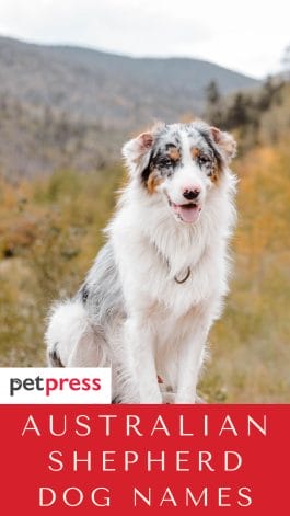 500+ Australian Shepherd Names for Your Aussie Pup! - PetPress