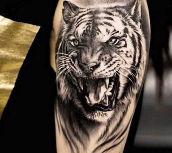 12+ Black and Grey Tiger Tattoo Designs PetPress