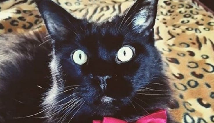 Top 90 Funniest Hipster Cat Names