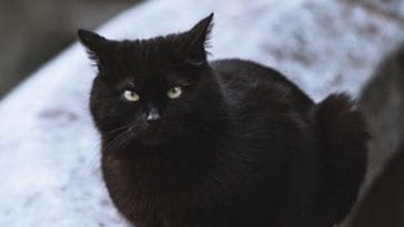black cat