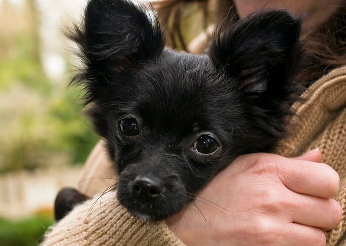 Black Chihuahua Names: 65 Best Names for Black Chihuahuas