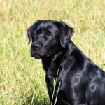 500 Black Lab Names - Popular Male and Female Names - PetPress