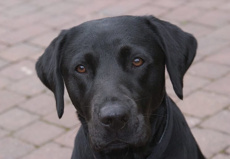 500 Black Lab Names - Popular Male and Female Names