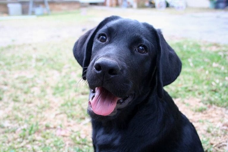 500 Black Lab Names Popular Male and Female Names PetPress